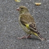 IMG_0313：カワラヒワ（幼鳥）-03_R