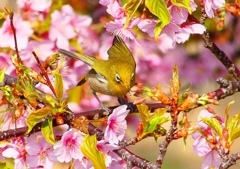 P1890748：河津桜にメジロ_R