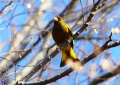 P1880239：カワラヒワ_R