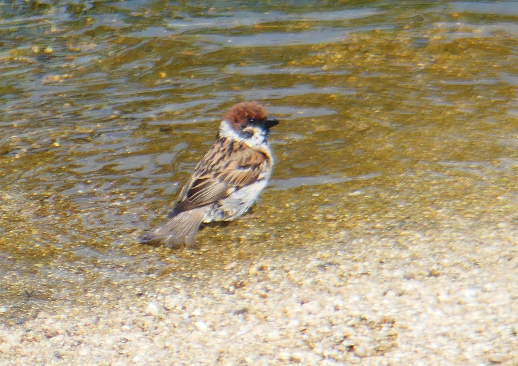 P2030773：スズメ水浴び_R