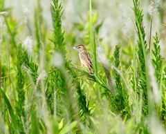 P4160414：セッカ_R