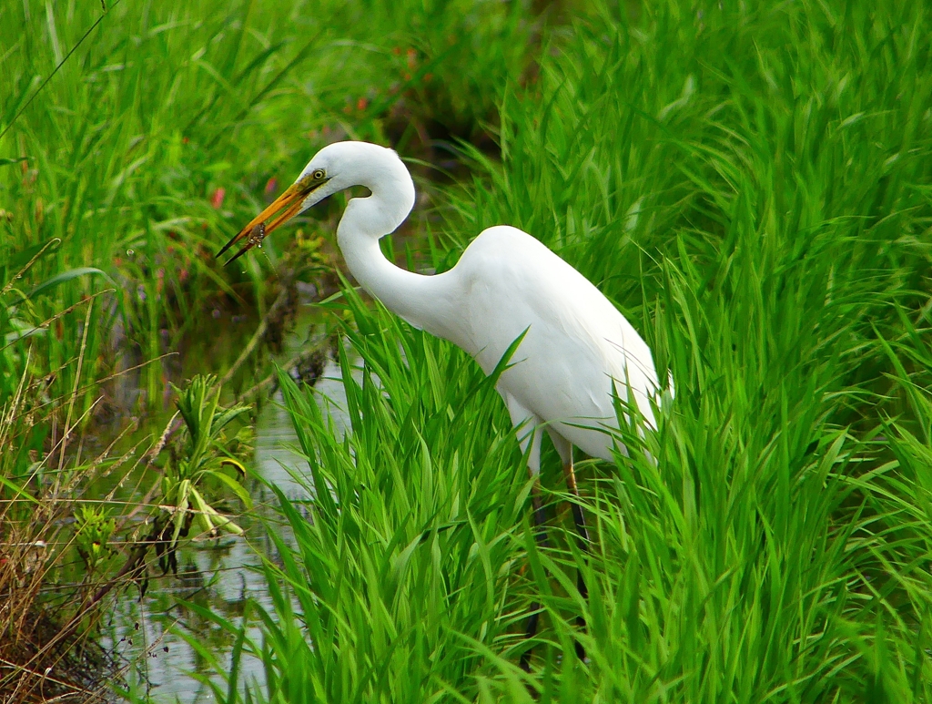 P1030819：ダイサギ_R