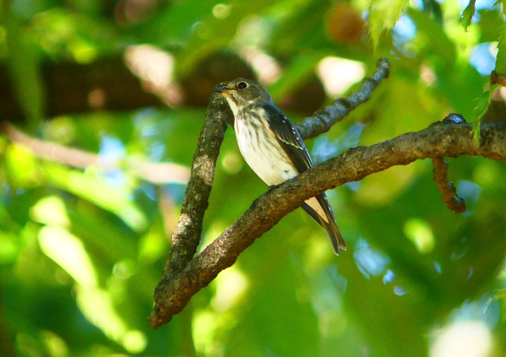 P1290207：エゾビタキ_R