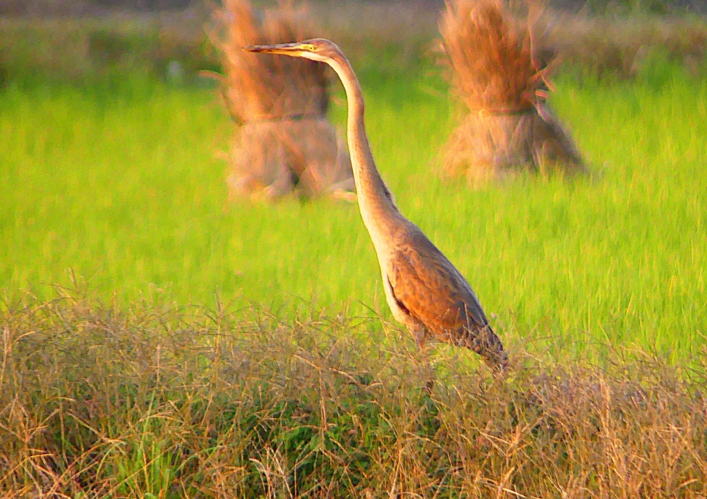 P1400170：ムラサキサギ_R