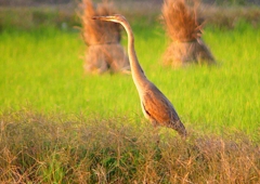 P1400170：ムラサキサギ_R