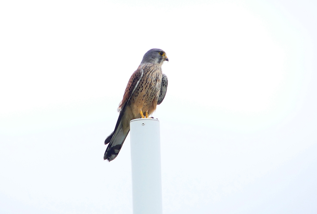 P4910712：チョウゲンボウ_R