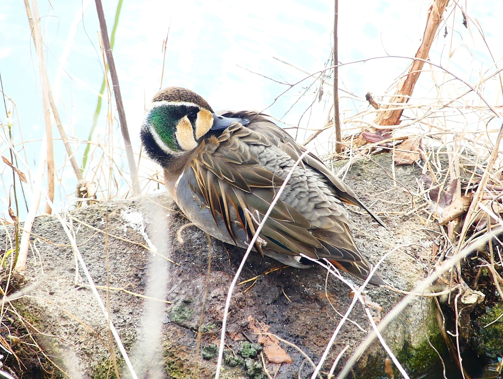 P4700600：トモエガモ（オス）_R