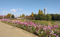 P1390481：DSC_0312：コスモス_R