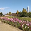P1390481：DSC_0312：コスモス_R