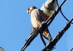 P1460397：チョウゲンボウ_R
