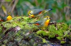 P3770004：ソウシチョウ_R