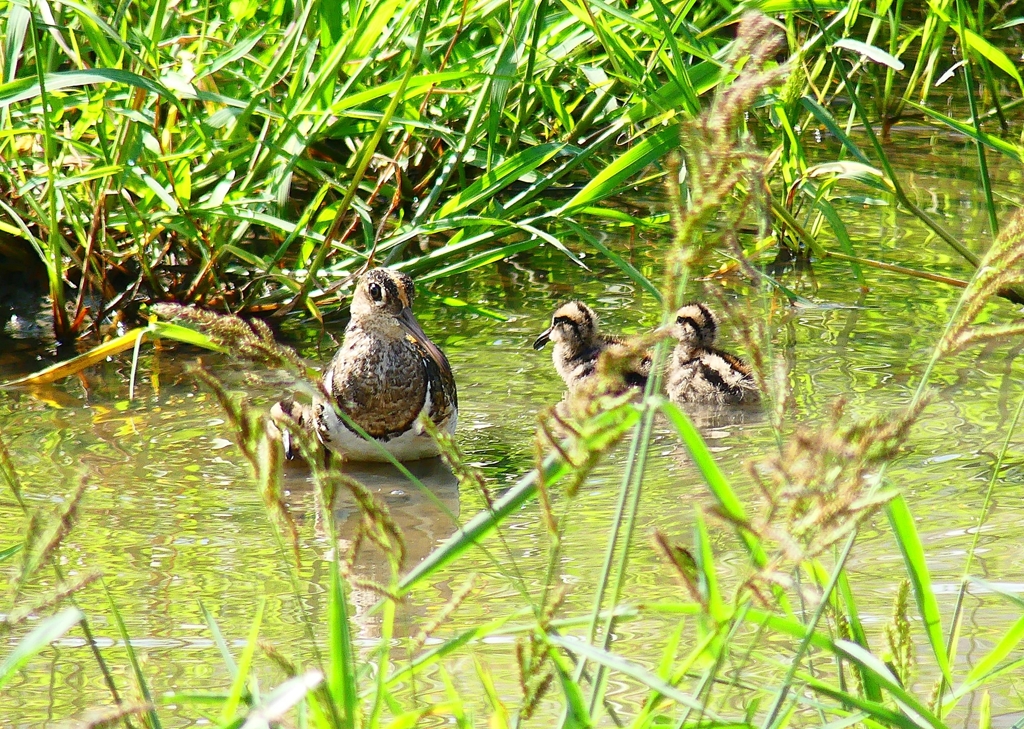 P4330566：タマシギ（オス）親子_R