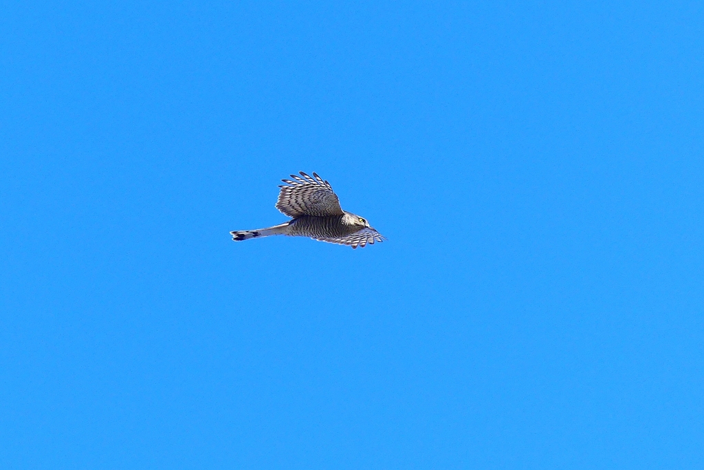 P4730301：ハイタカ_R