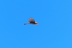 P4730301：ハイタカ_R