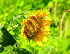 P1040666：ヒマワリ_R