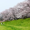 P4870458：背割堤の桜_R