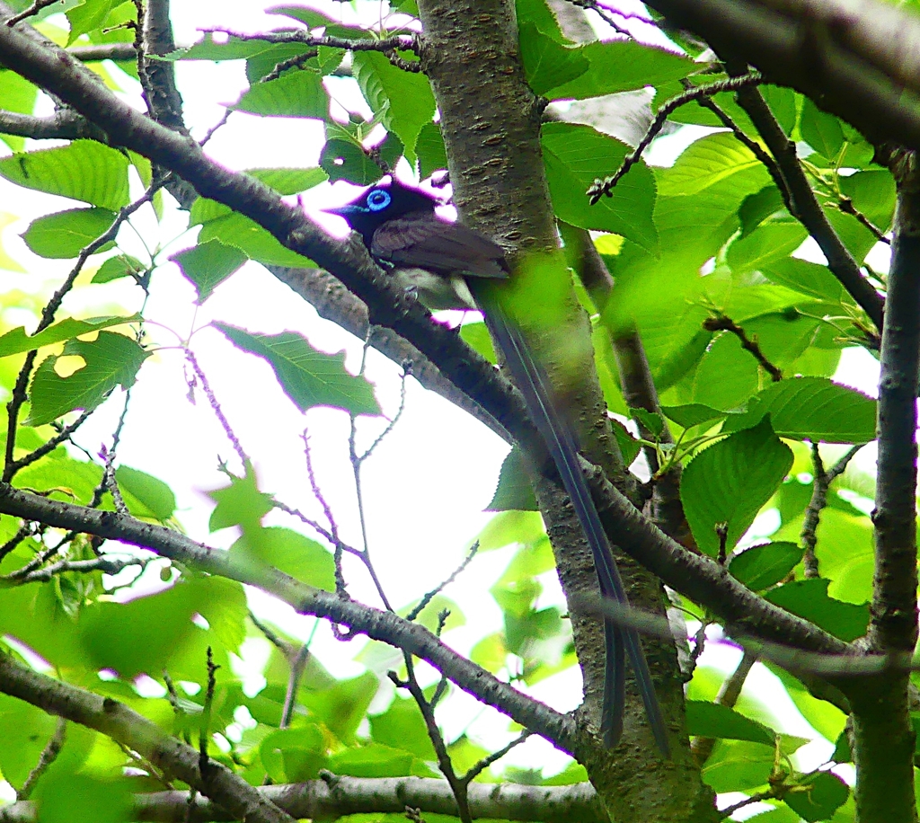 P4930787：サンコウチョウ_R