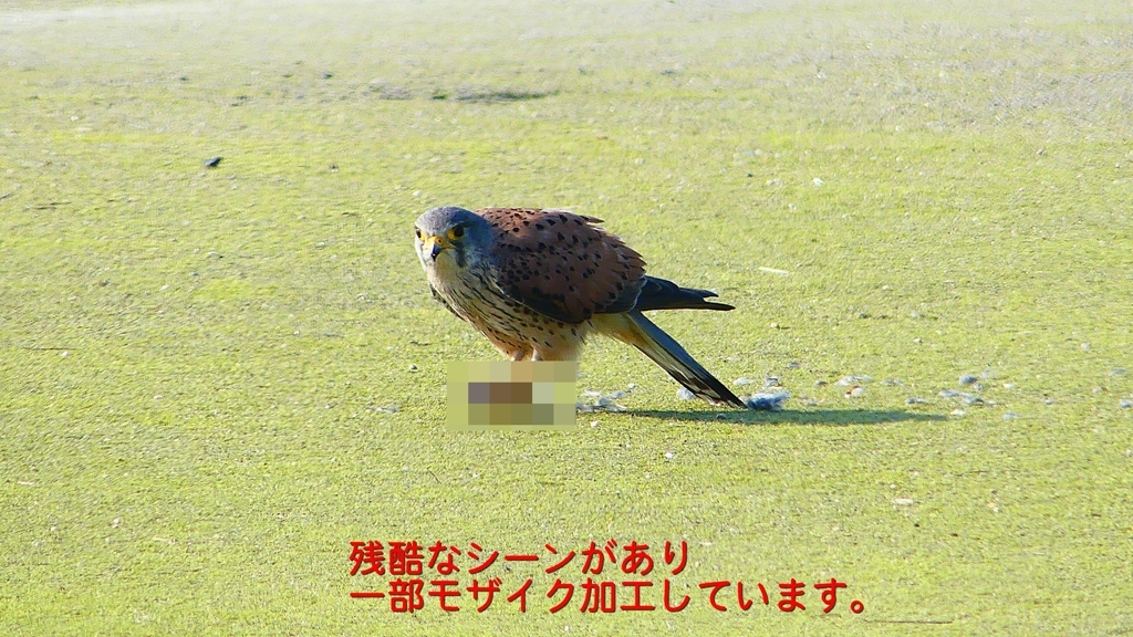 P1990064：チョウゲンボウ-09_R