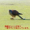 P1990064：チョウゲンボウ-09_R
