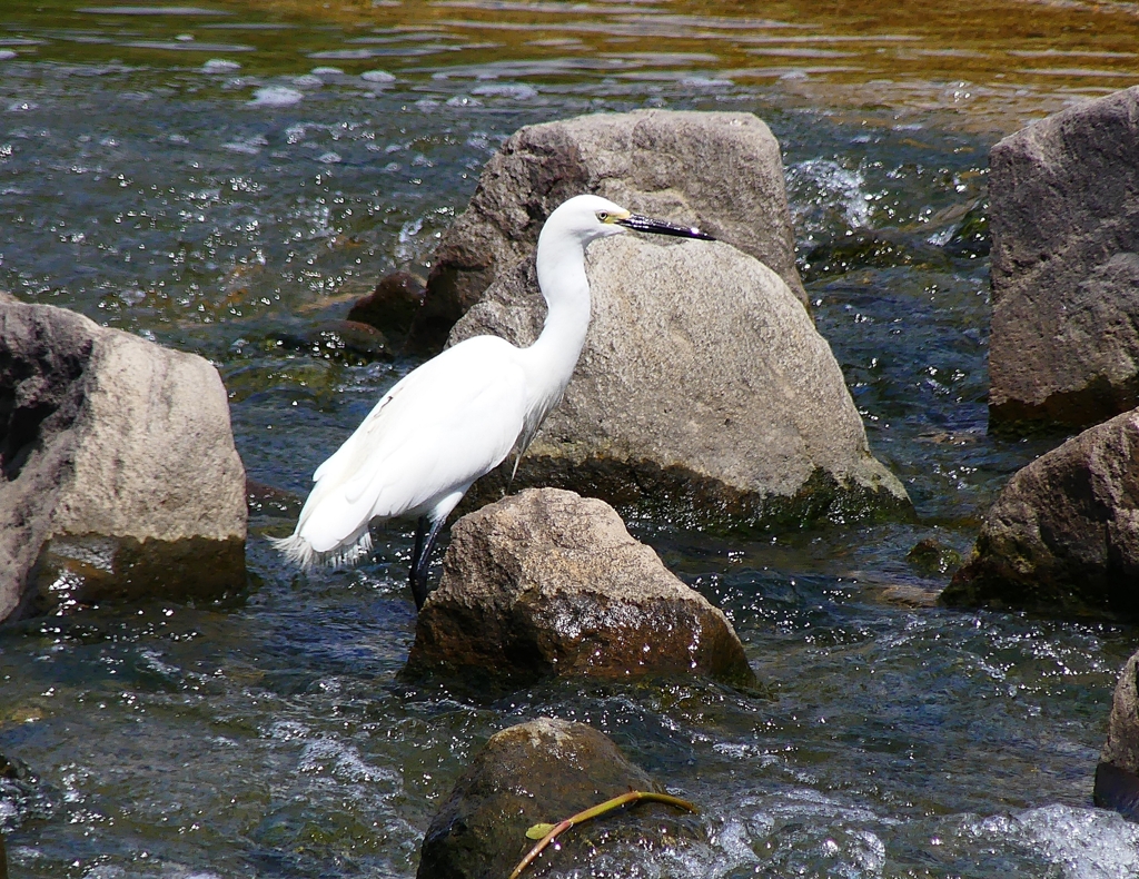 P1020422：コサギ_R