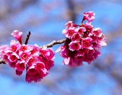 P3930122：寒緋桜_R