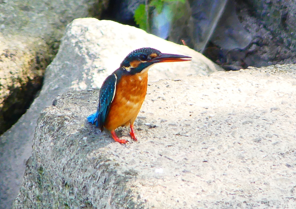 P1280565：カワセミ（メス）_R