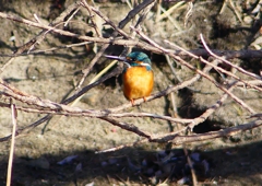 P1610449：カワセミ（オス）_R