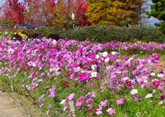 P1390480：コスモス_R