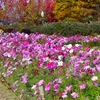 P1390480：コスモス_R