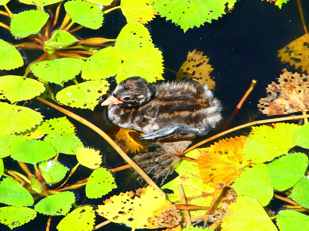 P1130900：カイツブリ_R