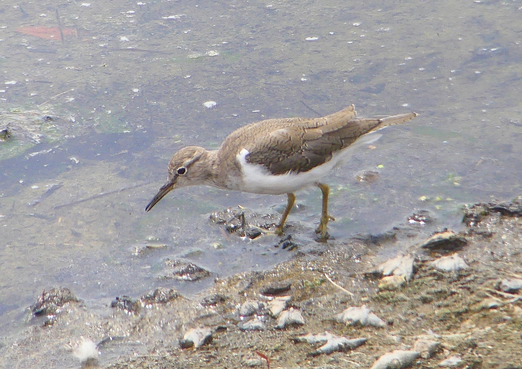 P1950251：イソシギ_R