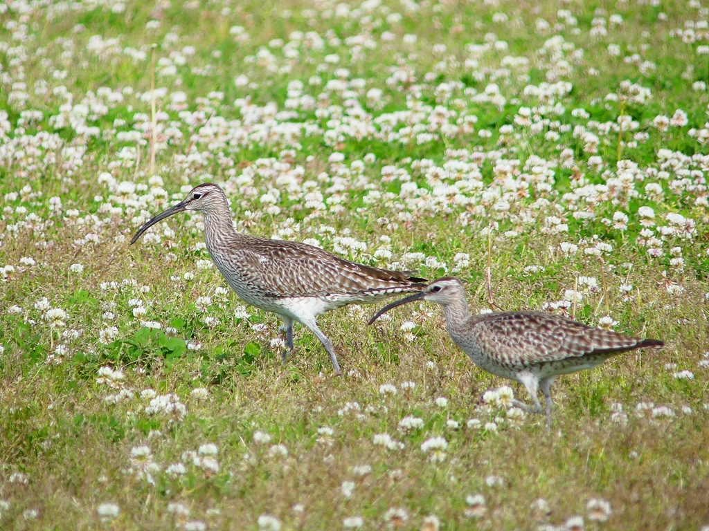 P4090370：チュウシャクシギ_R