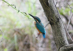 P1260738：カワセミ_R