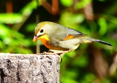 P1870872：ソウシチョウ_R