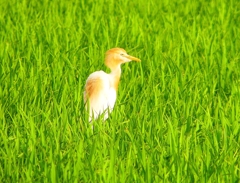 P1050613：アマサギ_R