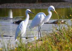 P1250583：チュウサギ、コサギ_R