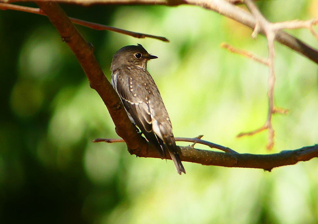 P1290168：エゾビタキ_R