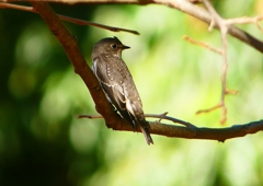 P1290168：エゾビタキ_R