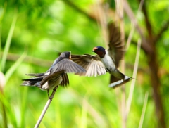 P1010303：ツバメ（幼鳥）_R