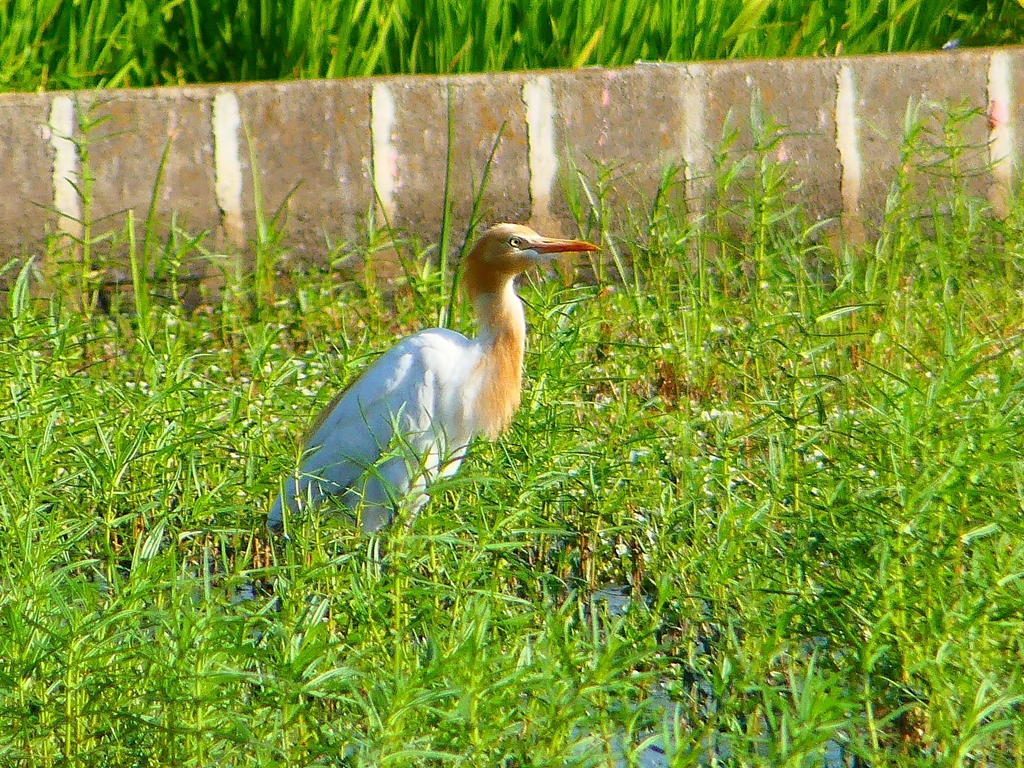 P1130086：アマサギ_R