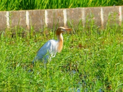P1130086：アマサギ_R