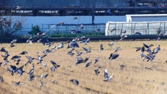 P1630430：飛ぶカワラバト_R