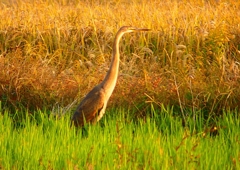P1400039：ムラサキサギ_R