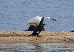 P1560767：ヘラサギ_R