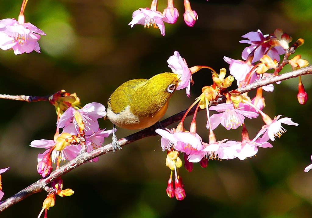 P4790405：メジロ＜河津桜＞_R