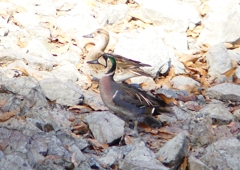 P1600394：トモエガモ、マガモ_R