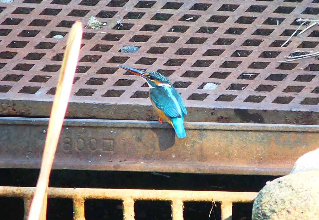 P4580588：カワセミ（メス）_R