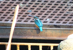 P4580588：カワセミ（メス）_R