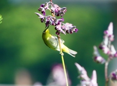 P1010853：メジロ_R