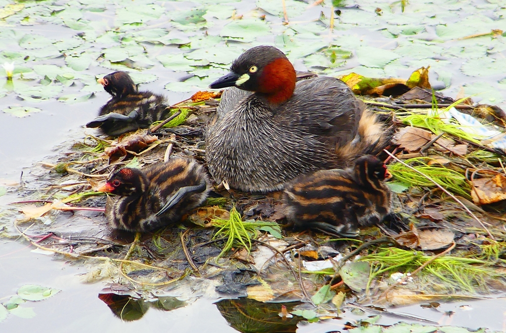 P1020802：カイツブリ親子_R